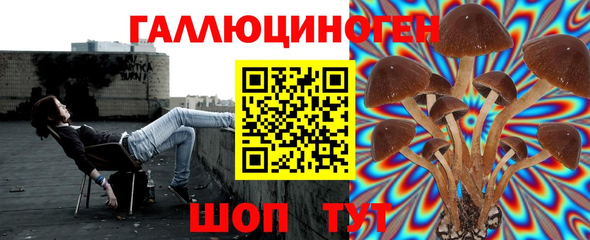 Псилоцибиновые грибы Psilocybe Черняховск